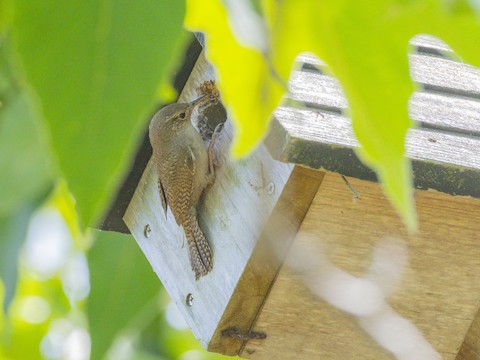 Northern House Wren - James Kendall