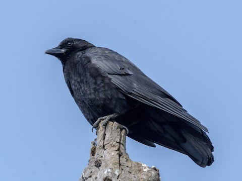 American Crow - James Kendall
