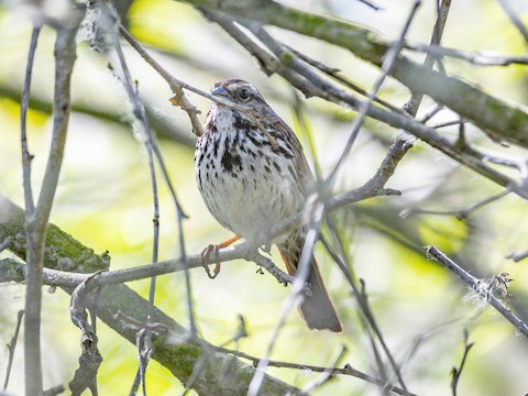 Song Sparrow - James Kendall