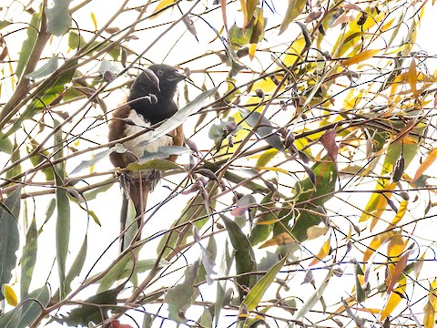 Spotted Towhee - James Kendall