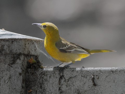 Hooded Oriole - James Kendall