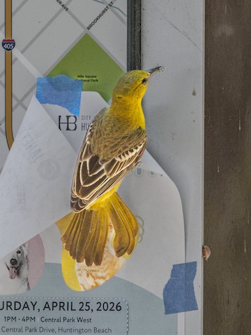 Hooded Oriole - James Kendall