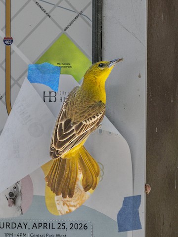 Hooded Oriole - James Kendall