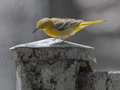 Hooded Oriole - James Kendall
