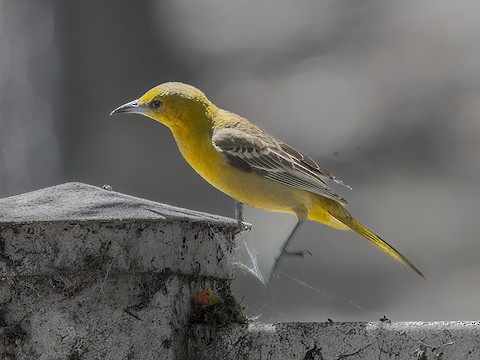 Hooded Oriole - James Kendall