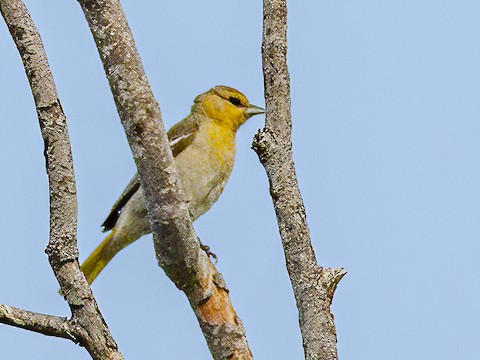 Bullock's Oriole - James Kendall