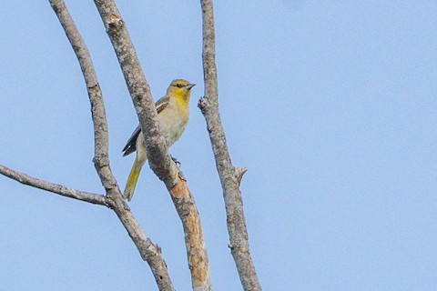 Bullock's Oriole - James Kendall
