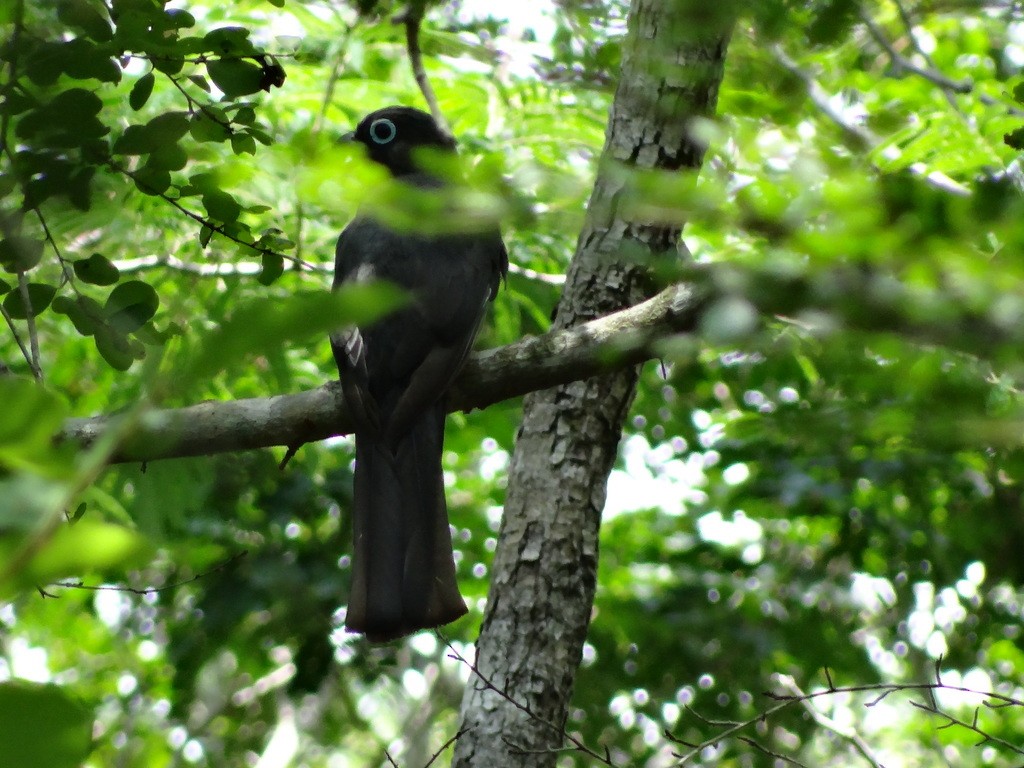 Black-headed Trogon - Great Mayan Birding by Ichi Tours