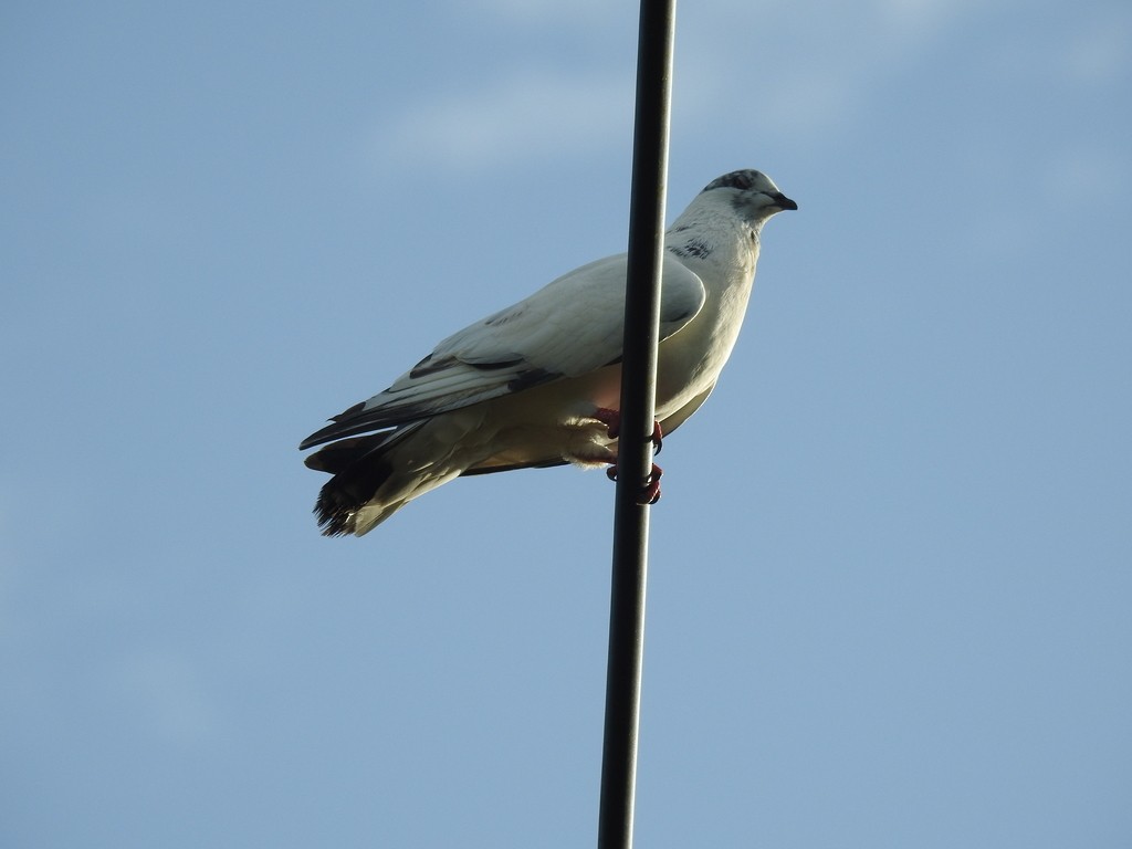 Rock Pigeon (Feral Pigeon) - Angel Castillo Birdwatching Guide