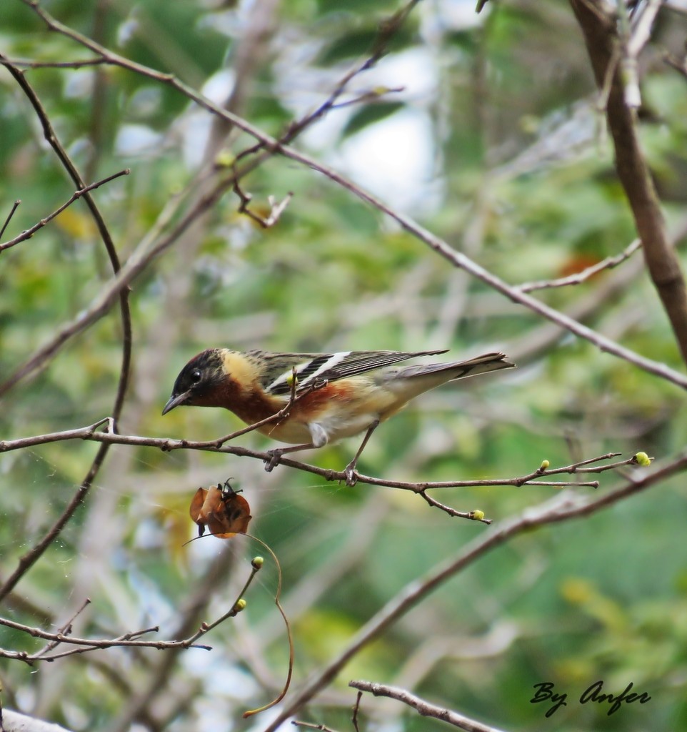 Bay-breasted Warbler - Angel Castillo Birdwatching Guide