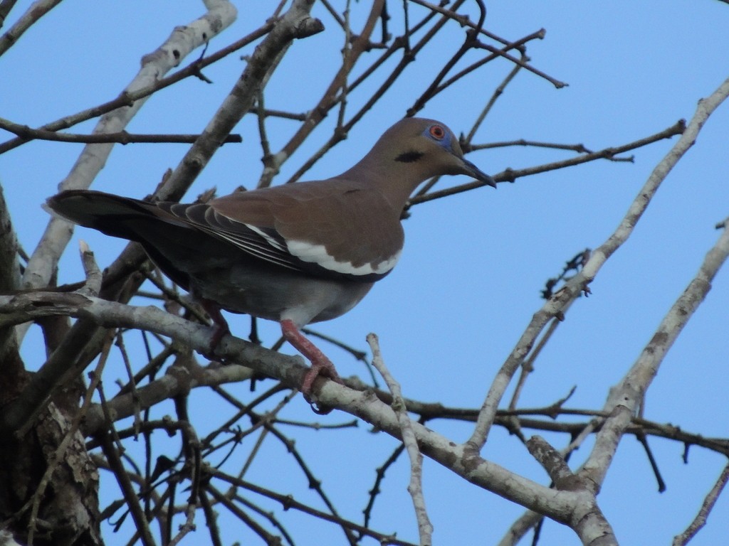 White-winged Dove - Angel Castillo Birdwatching Guide