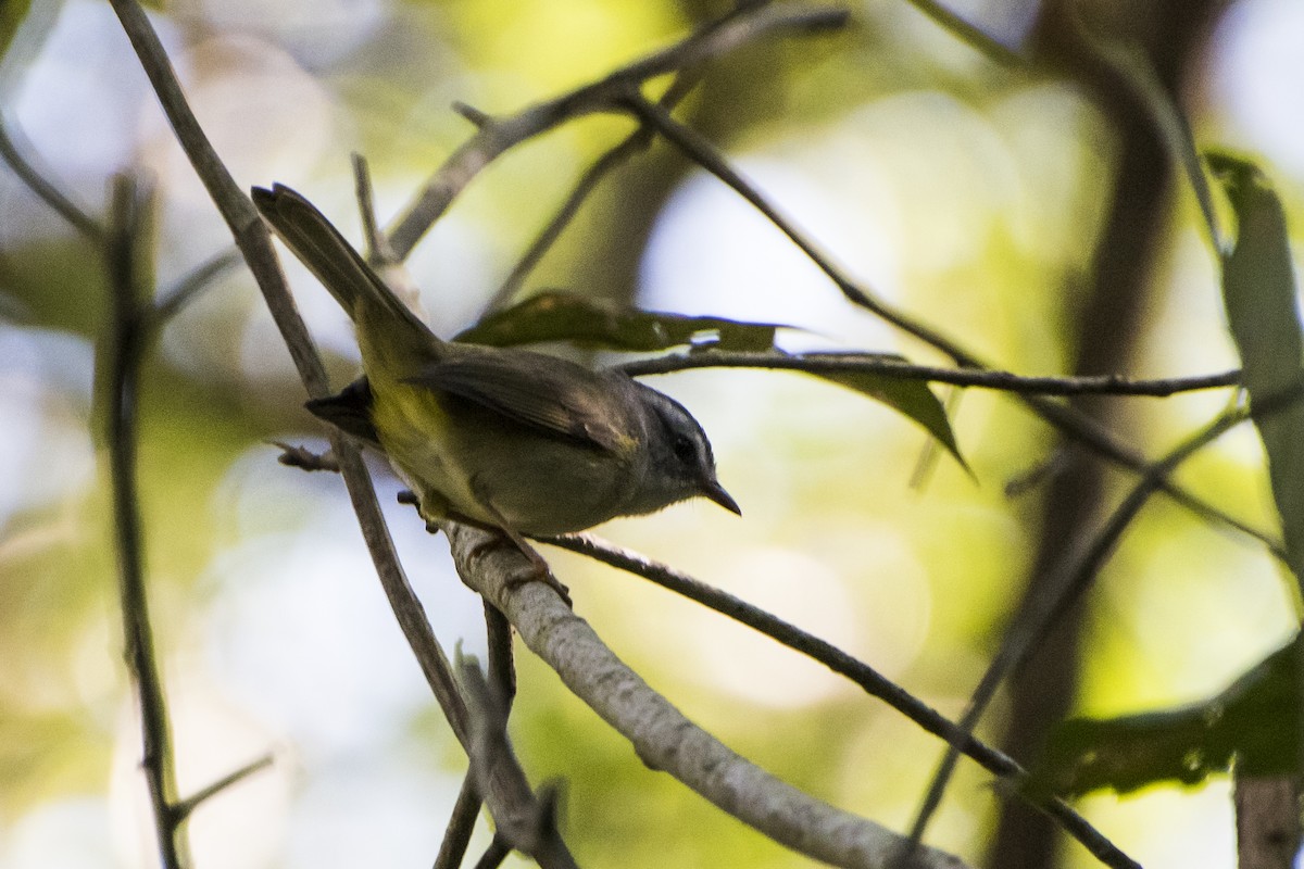 Golden-crowned Warbler (White-bellied) - ML65643601