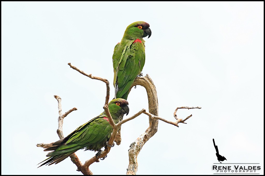 Maroon-fronted Parrot - ML65644261