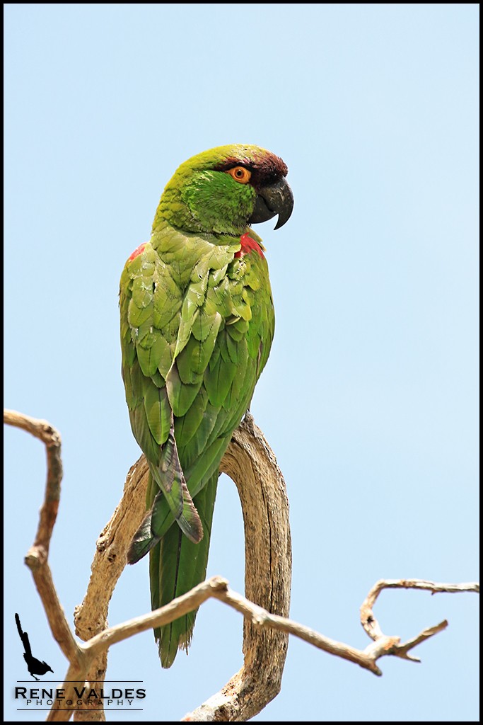 Maroon-fronted Parrot - ML65644271