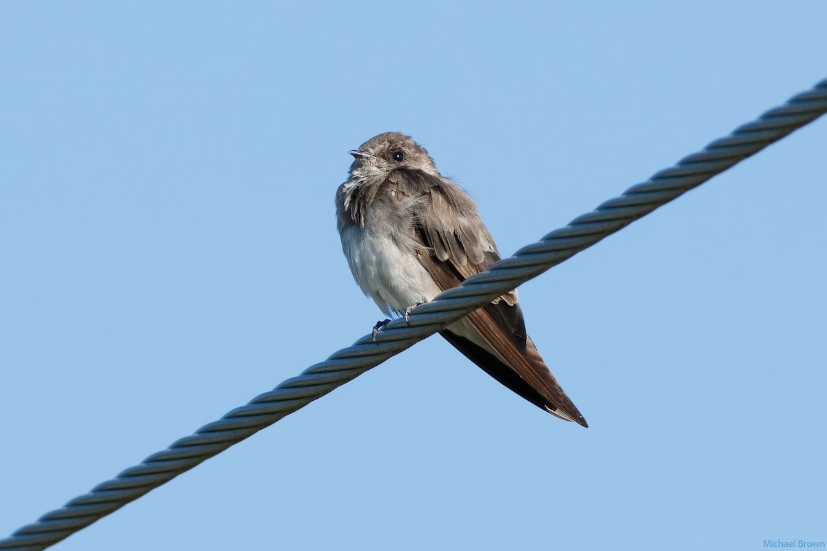 Northern Rough-winged Swallow - ML65646401