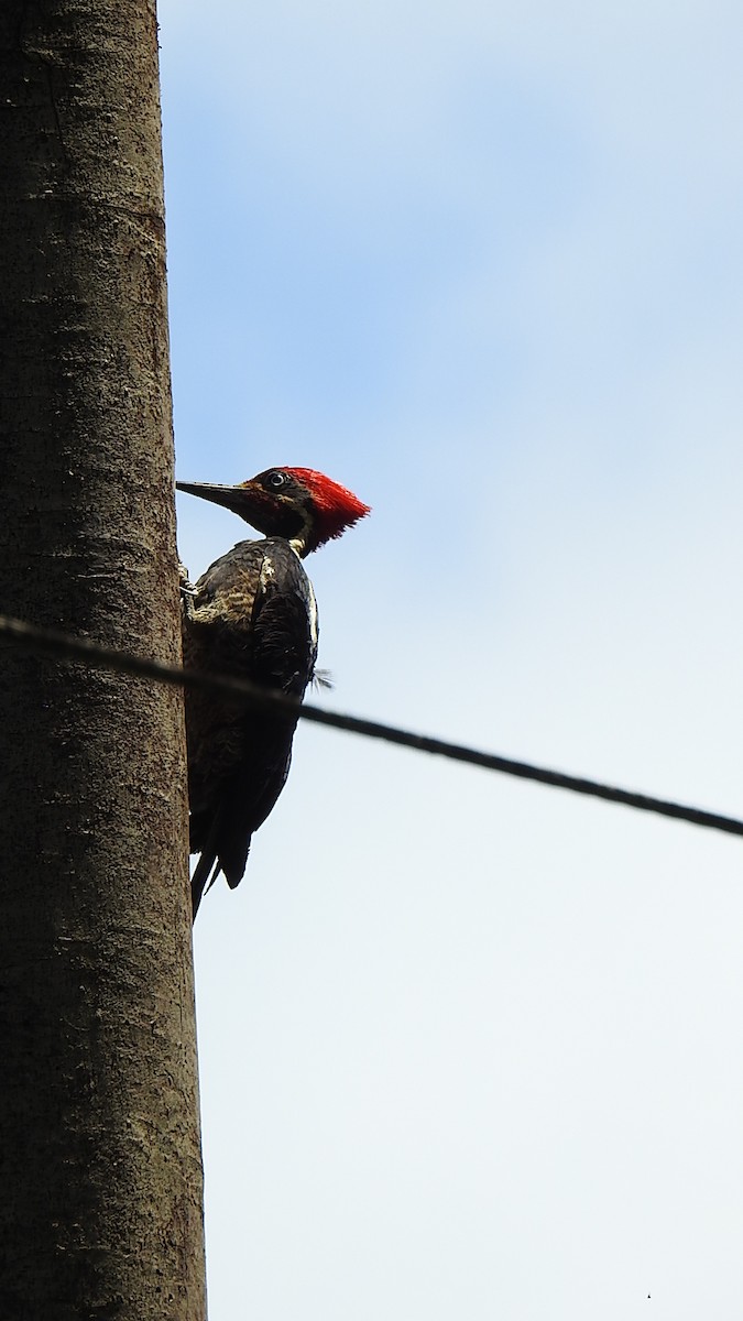 Lineated Woodpecker - Julio Delgado www.piculetbirding.com