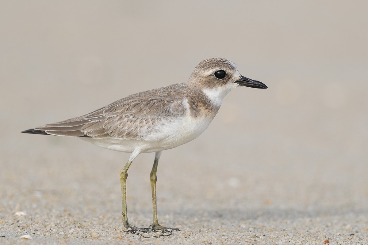 Greater Sand-Plover - Francis Yap