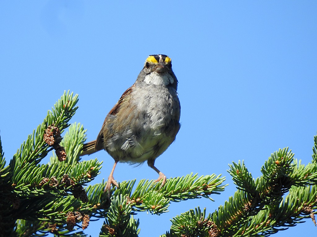 White-throated Sparrow - Richard Garrigues
