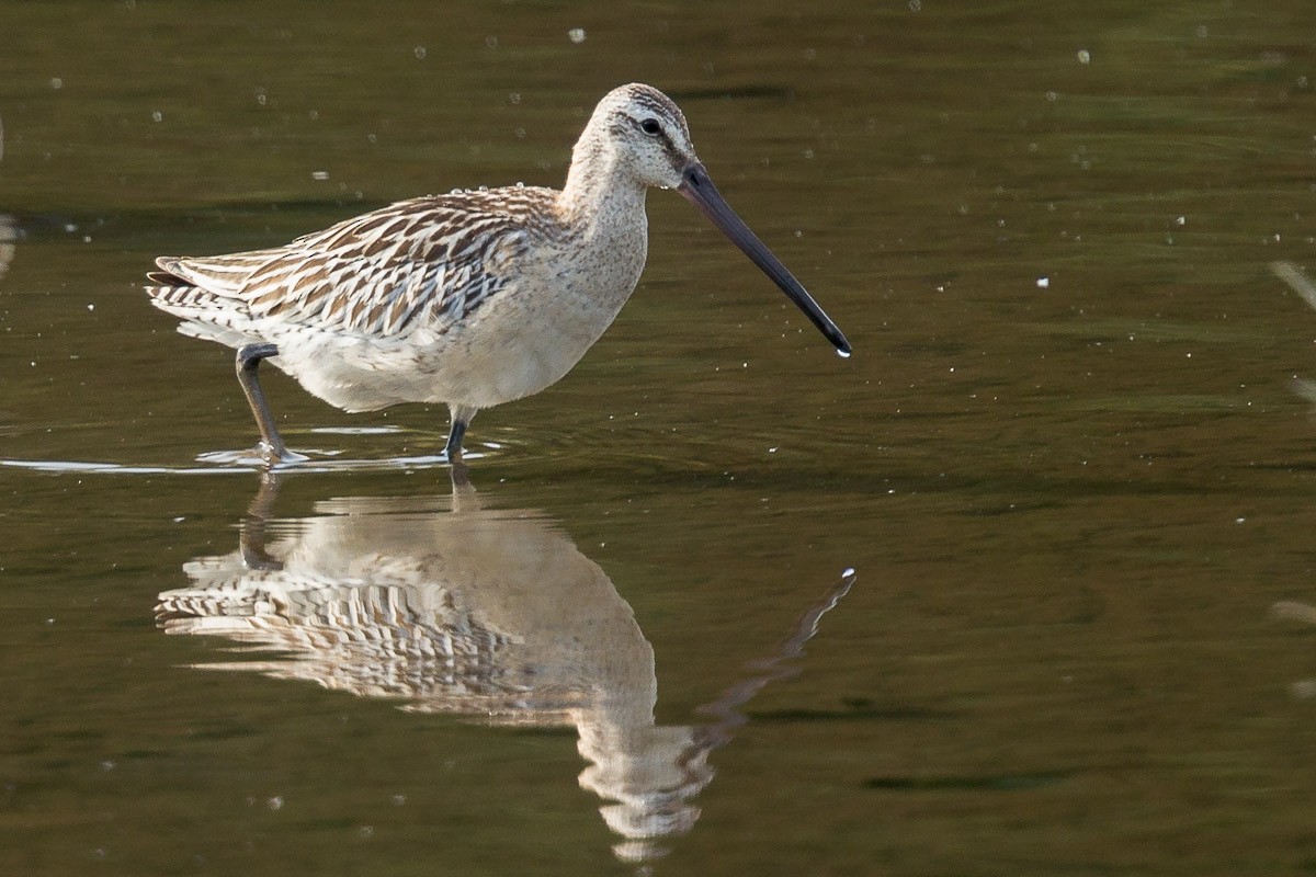 Asian Dowitcher - Francis Yap