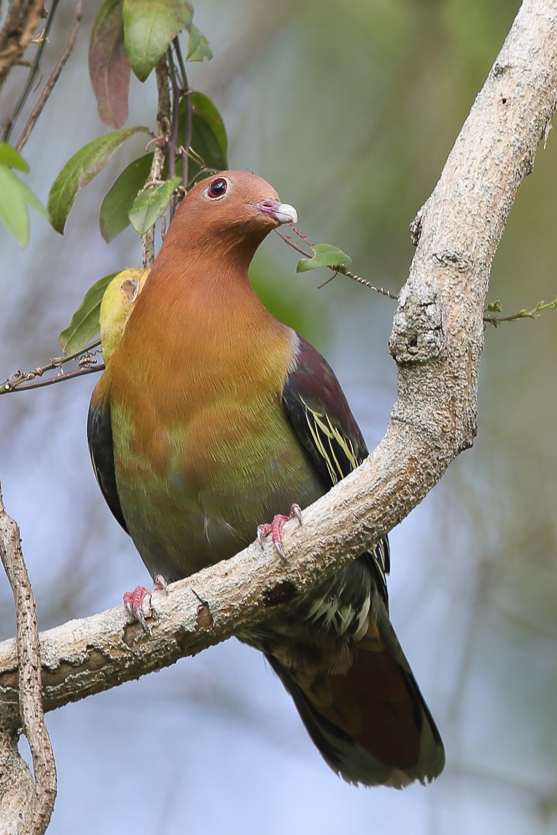Cinnamon-headed Green-Pigeon - Francis Yap