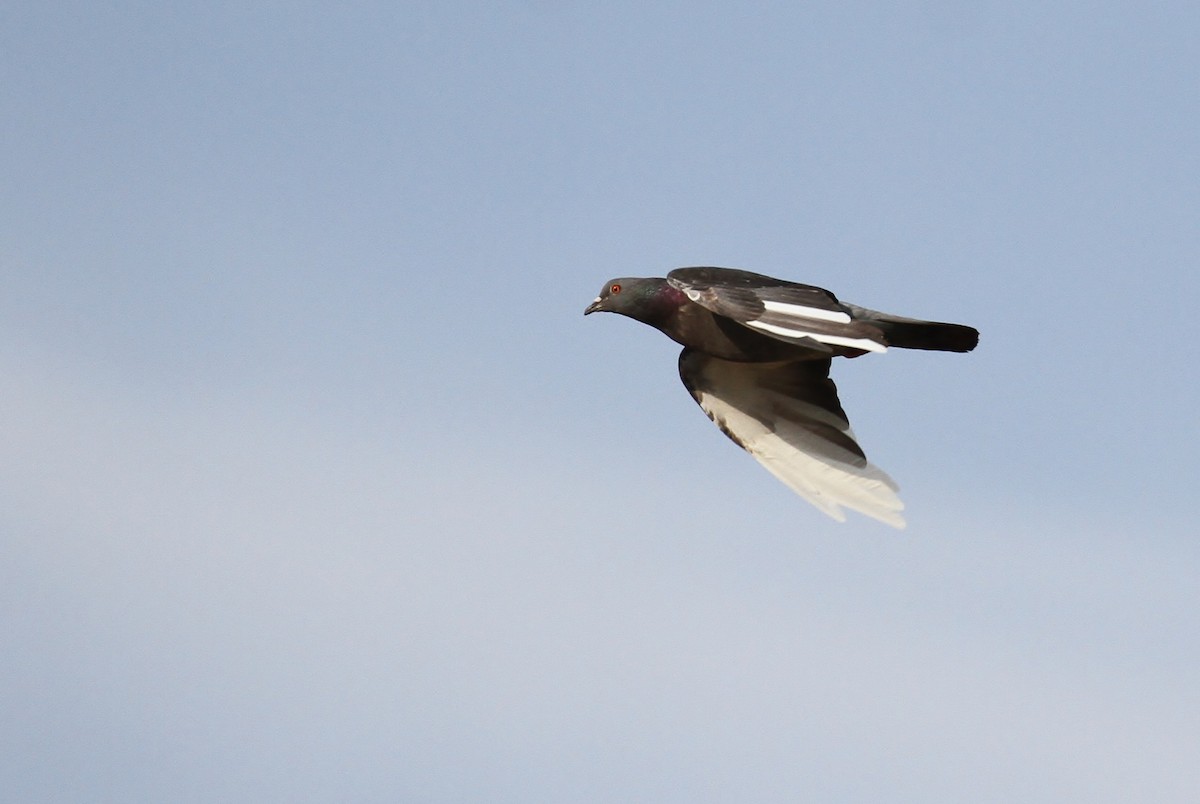 Rock Pigeon (Feral Pigeon) - ML65648401