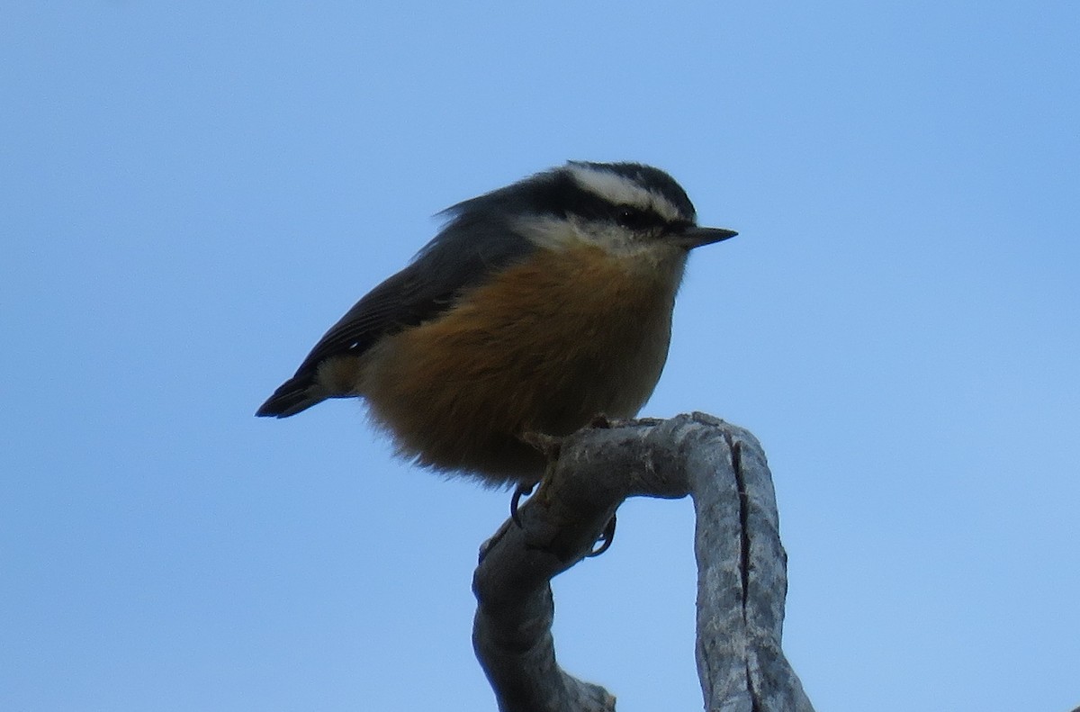Red-breasted Nuthatch - ML65649001