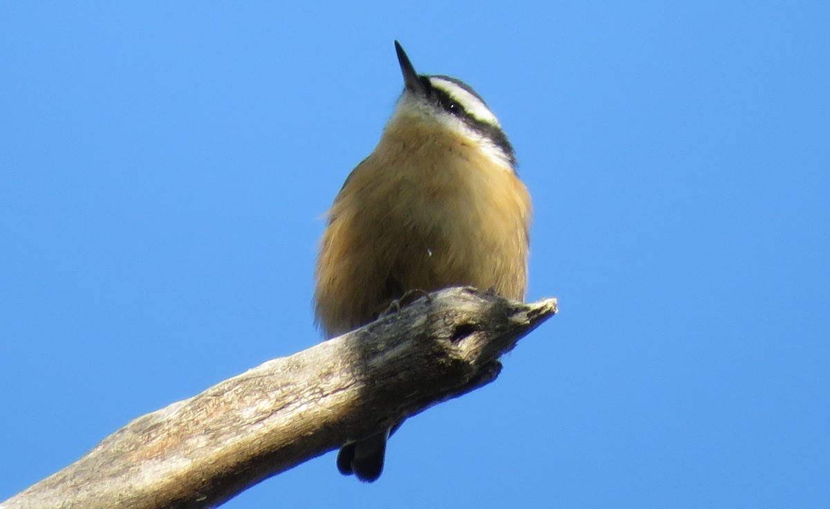 Red-breasted Nuthatch - ML65649021