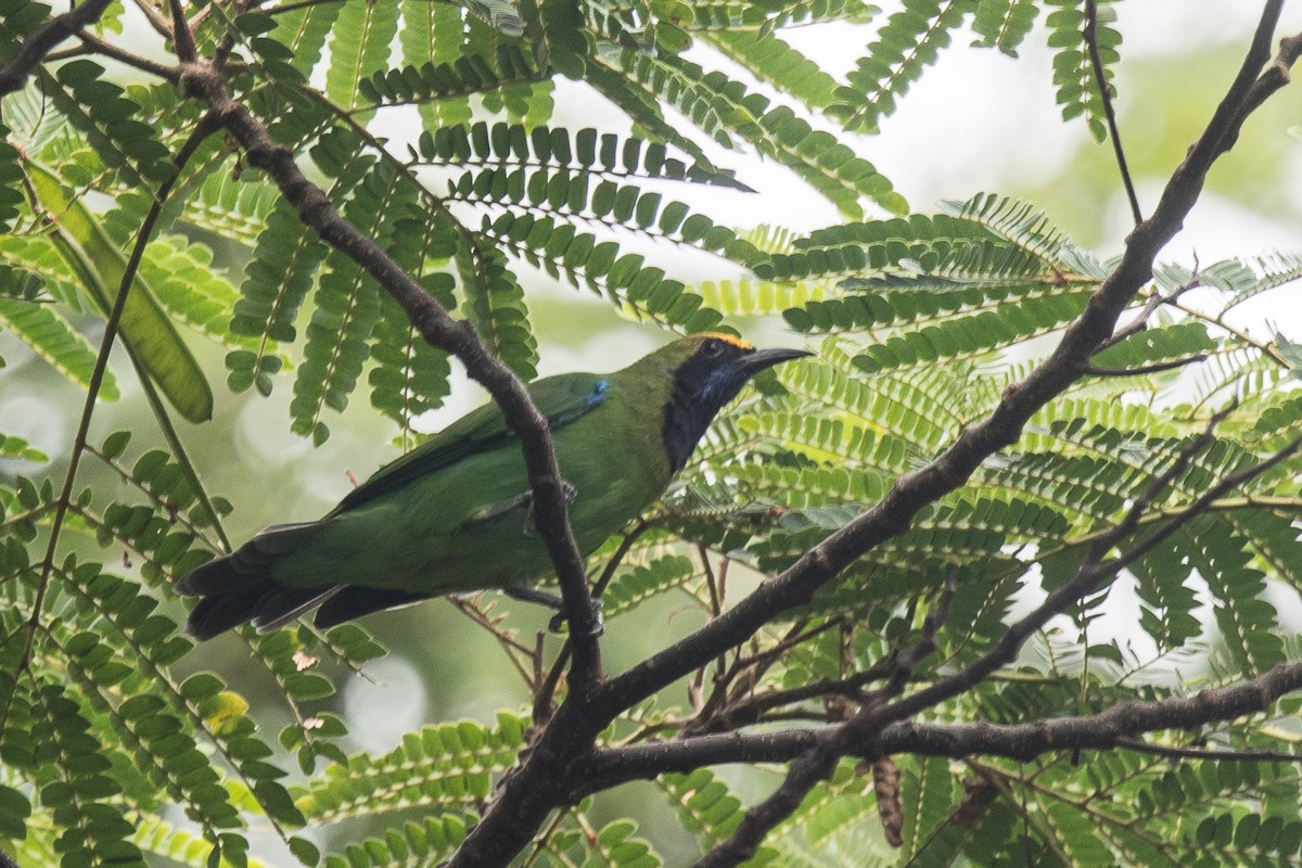 Golden-fronted Leafbird - Francis Yap