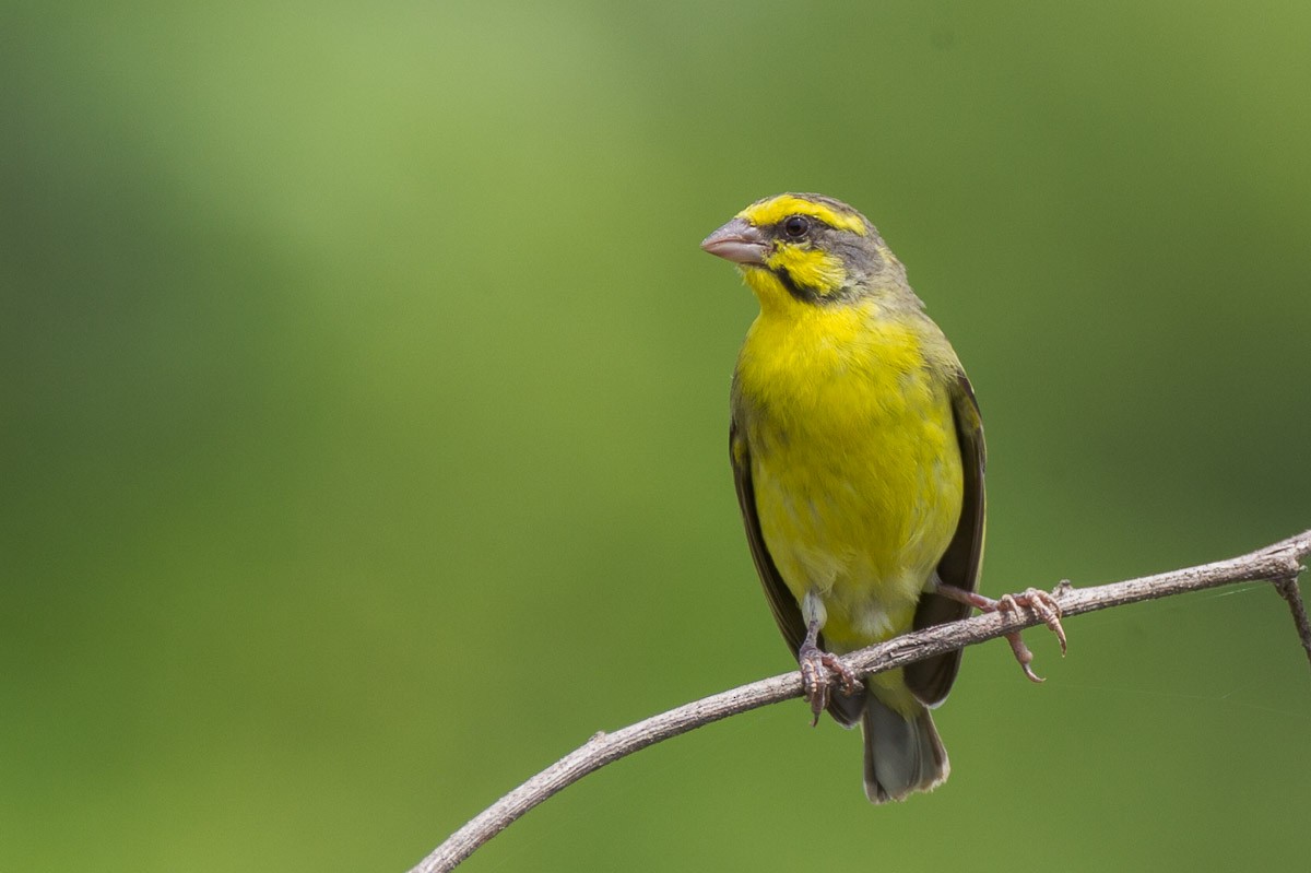 Yellow-fronted Canary - ML65649301