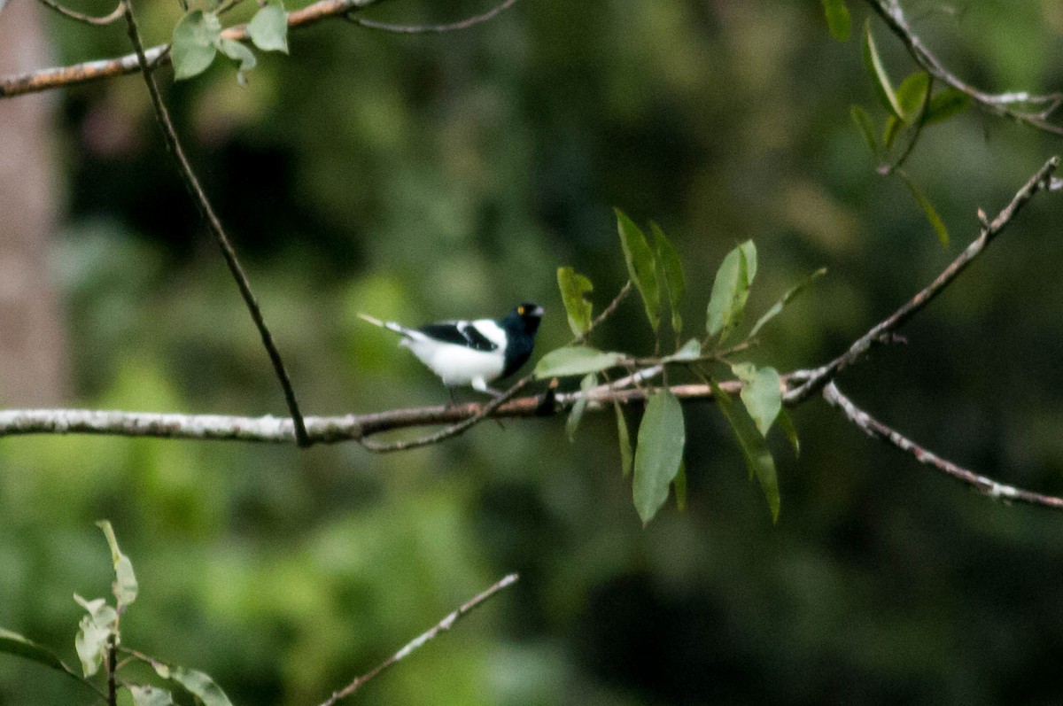Magpie Tanager - ML65649311