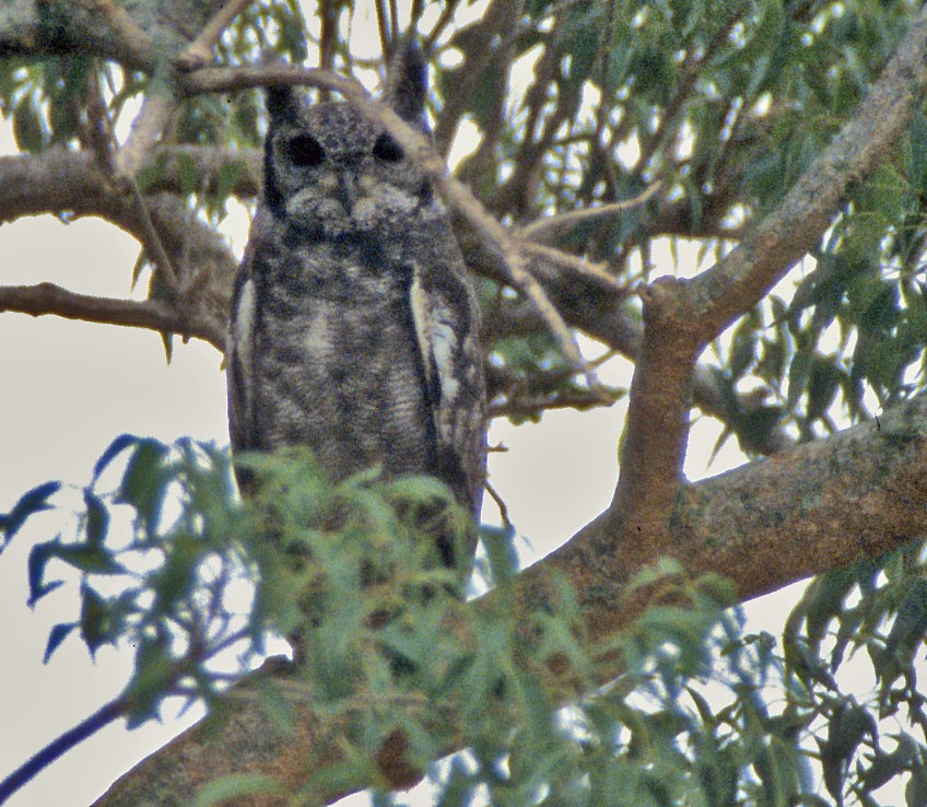 Grayish Eagle-Owl - Don Roberson
