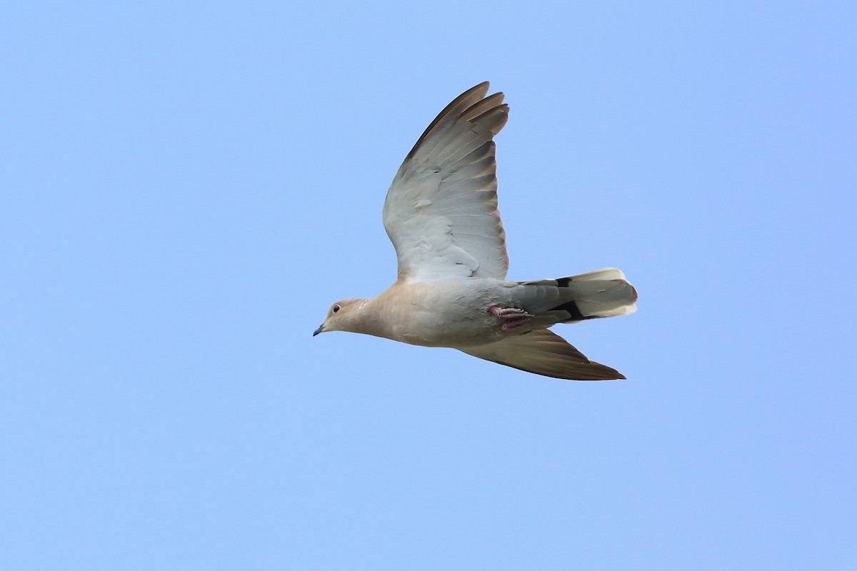 Eurasian Collared-Dove - ML65650971