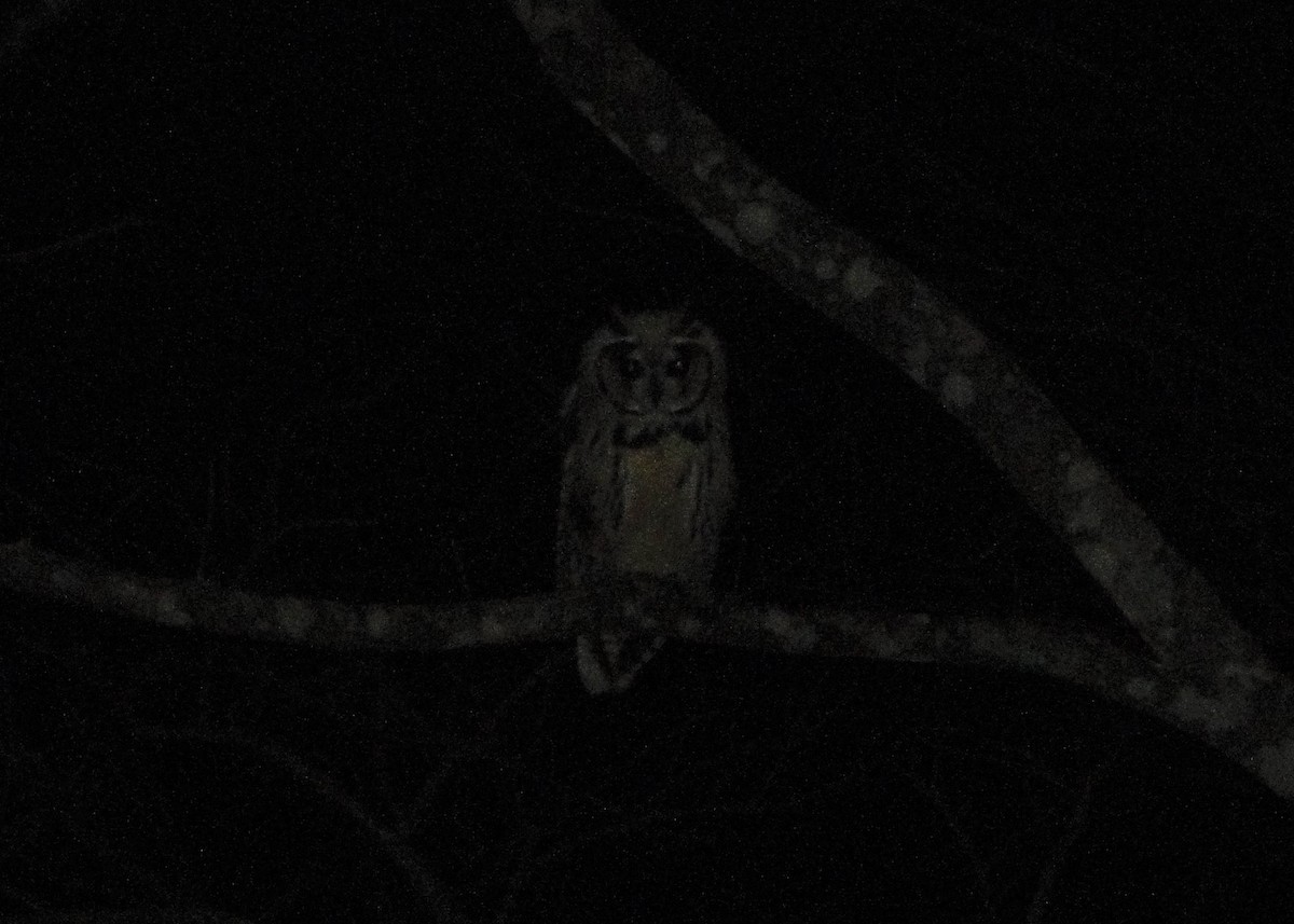 Striped Owl - ML65651311