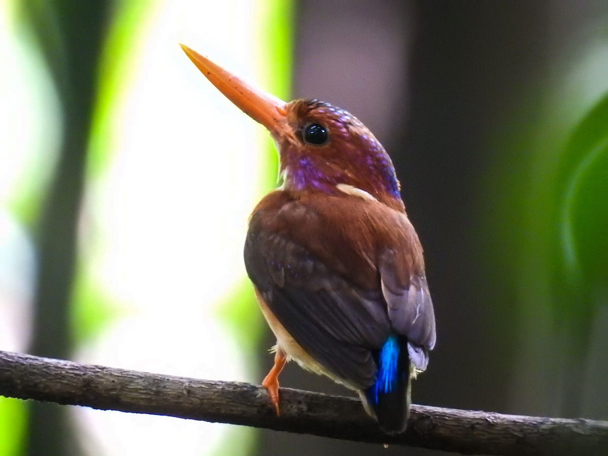 Sulawesi Dwarf-Kingfisher - ML65653361