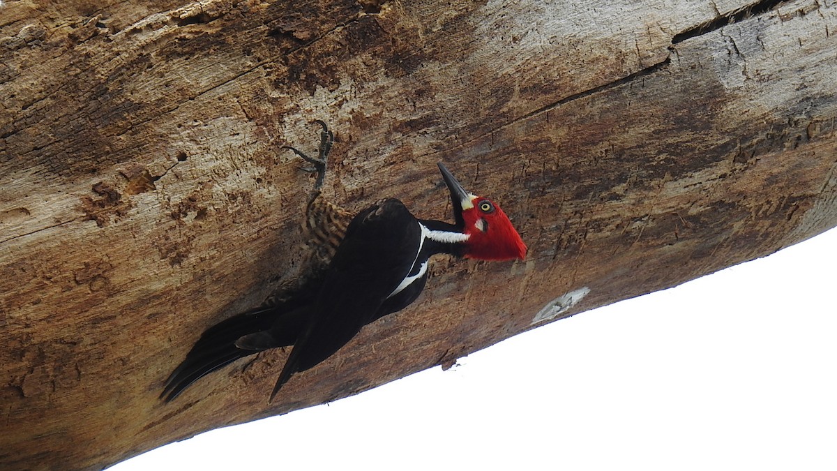 Crimson-crested Woodpecker - Julio Delgado www.piculetbirding.com