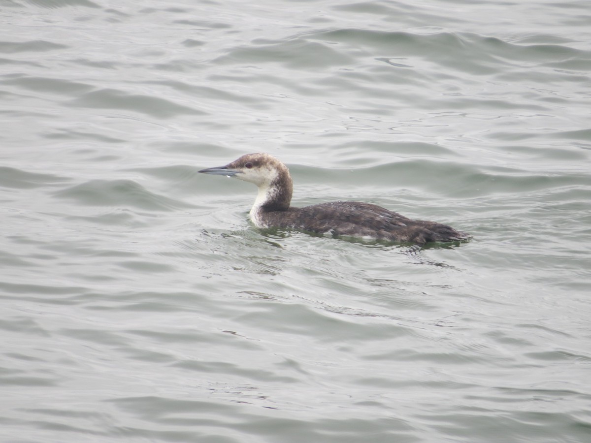 Pacific Loon - Isaac  Denzer