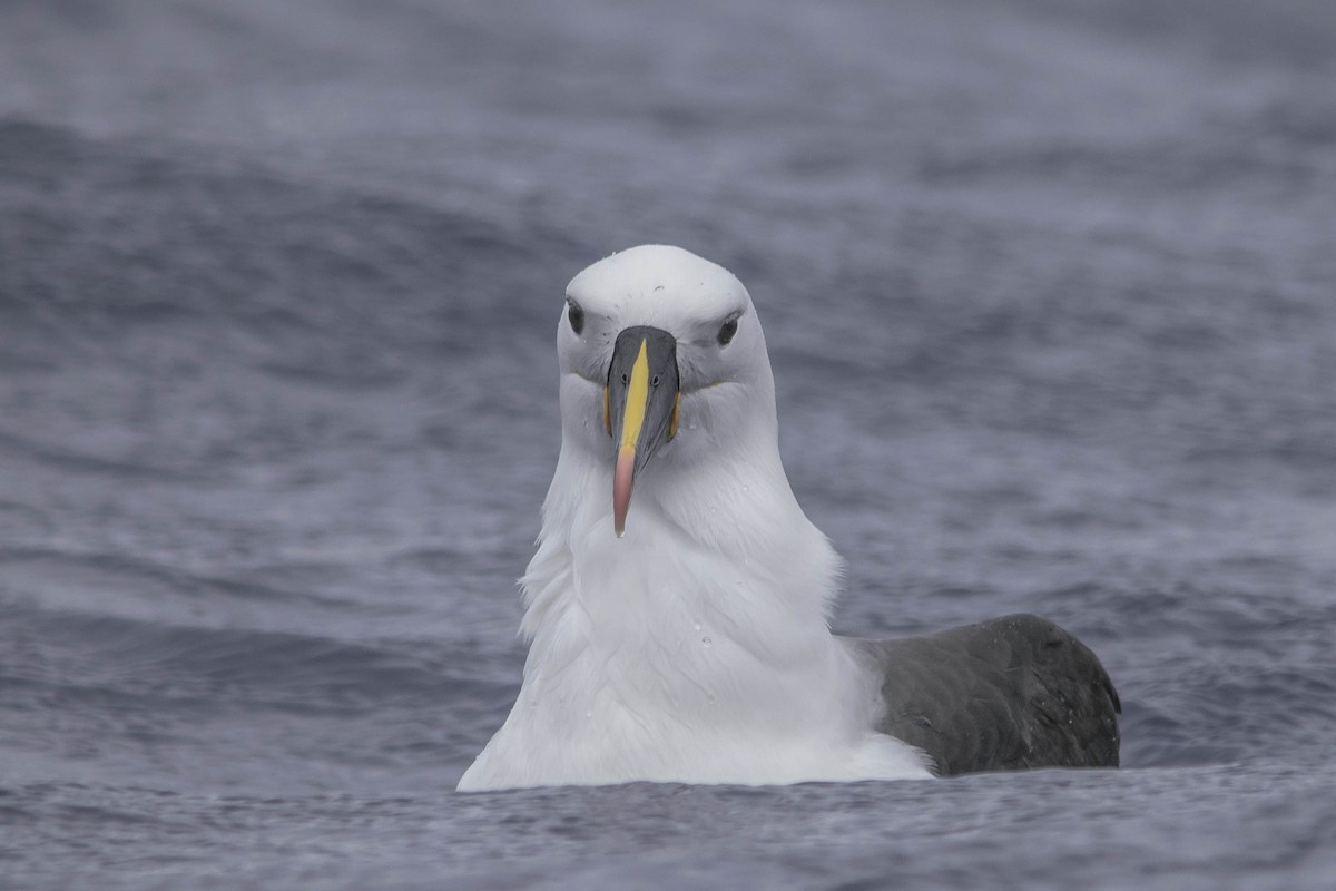 Indian Yellow-nosed Albatross - Adam Fry