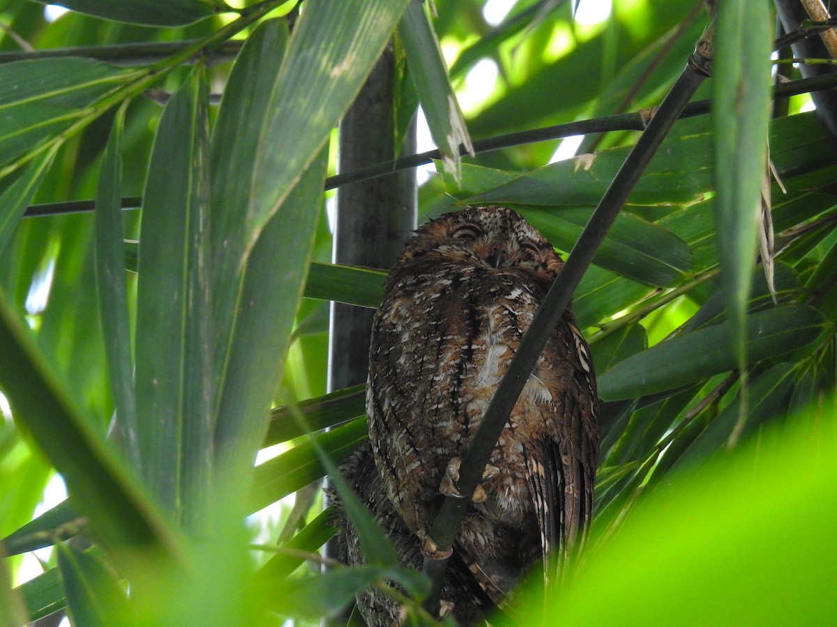 Sulawesi Scops-Owl - ML65658641