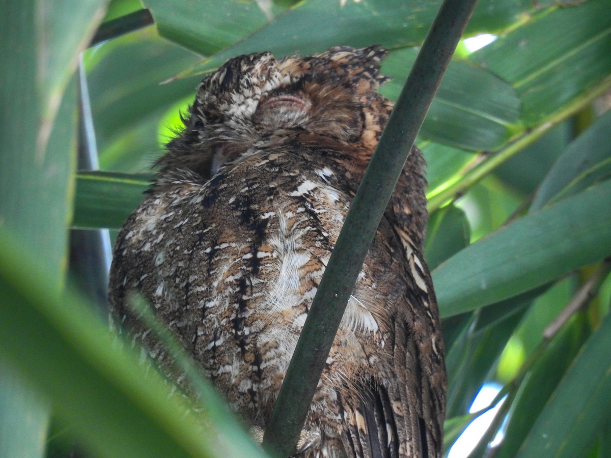 Sulawesi Scops-Owl - ML65658671