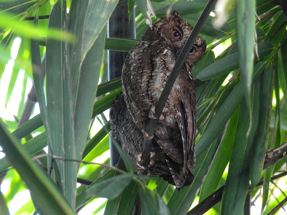 Sulawesi Scops-Owl - ML65658701