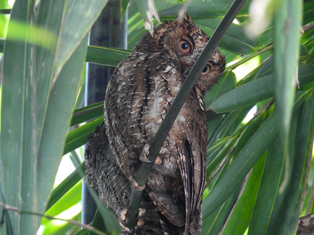 Sulawesi Scops-Owl - ML65658711