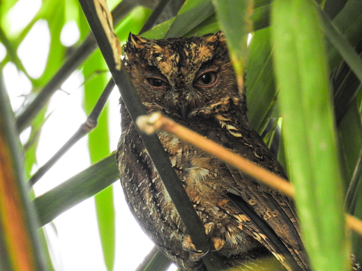 Sulawesi Scops-Owl - ML65658721