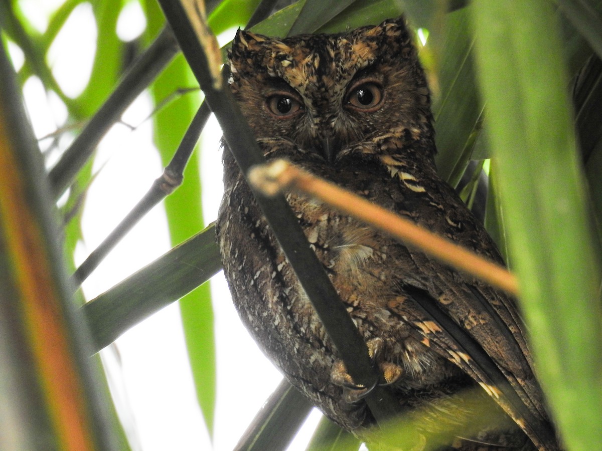Sulawesi Scops-Owl - ML65658731