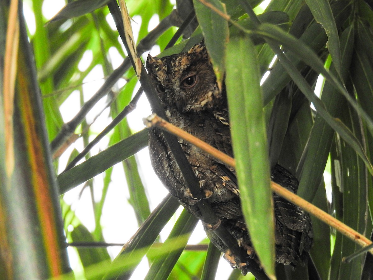 Sulawesi Scops-Owl - ML65658741