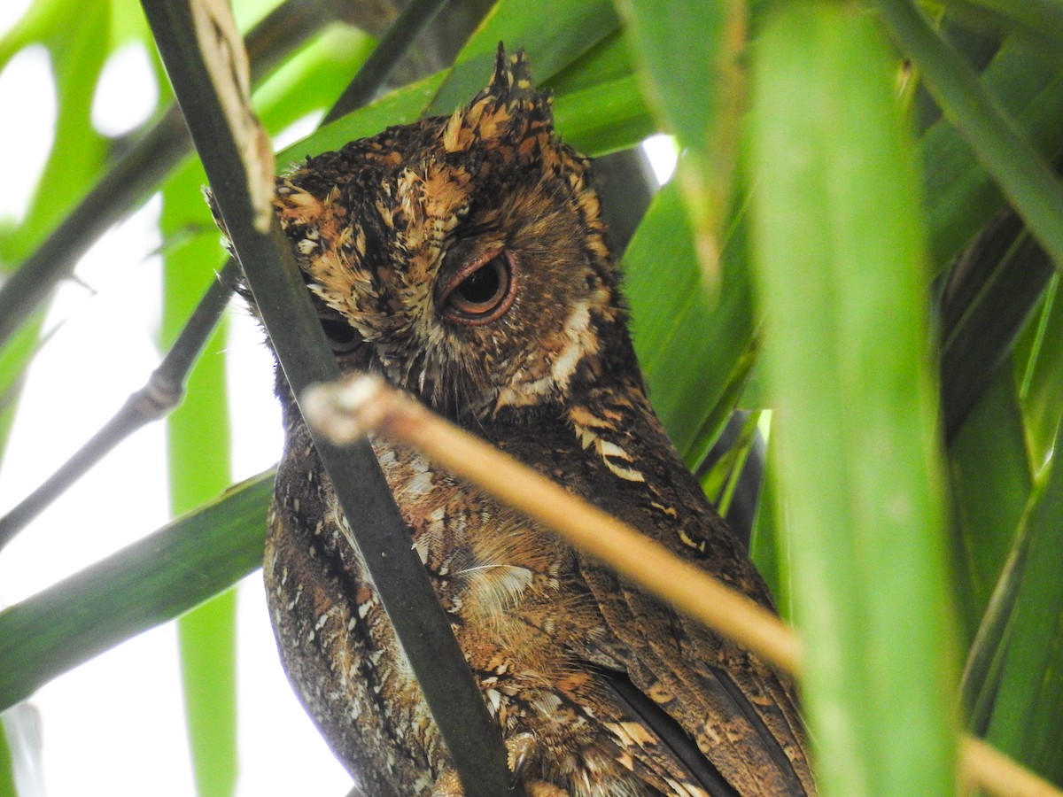 Sulawesi Scops-Owl - ML65658751