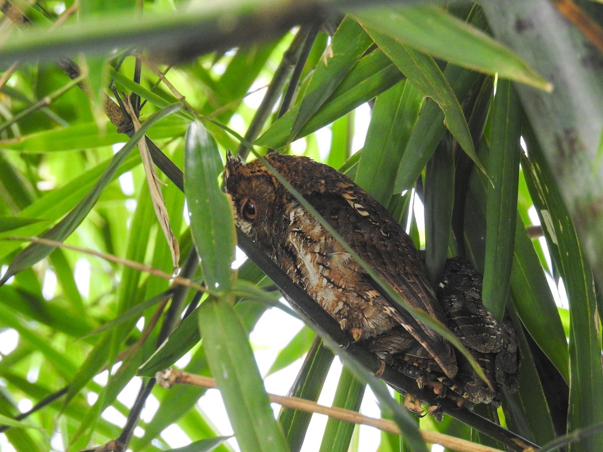 Sulawesi Scops-Owl - ML65658761