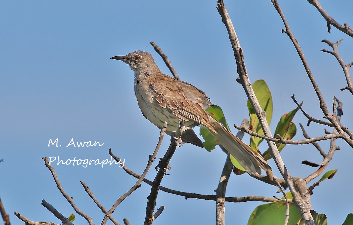 Bahama Mockingbird - Musa Awan