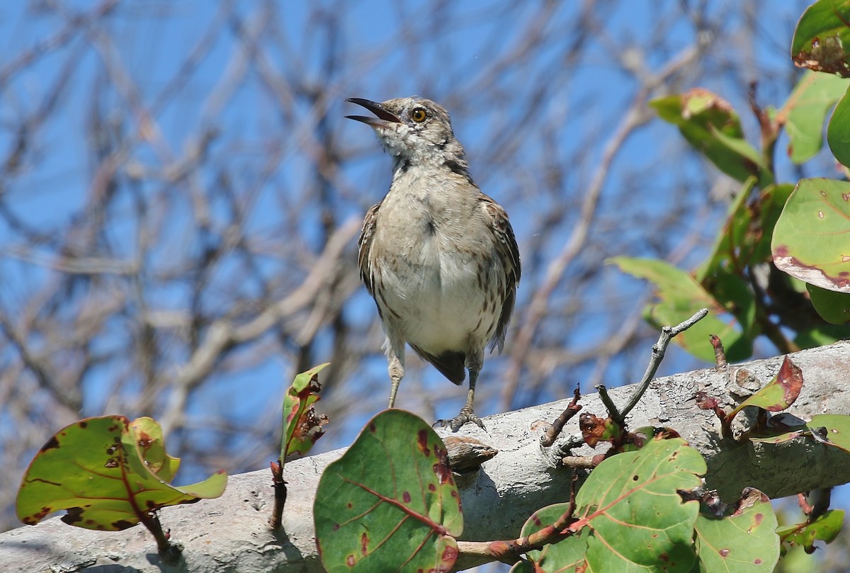 Bahama Mockingbird - Musa Awan