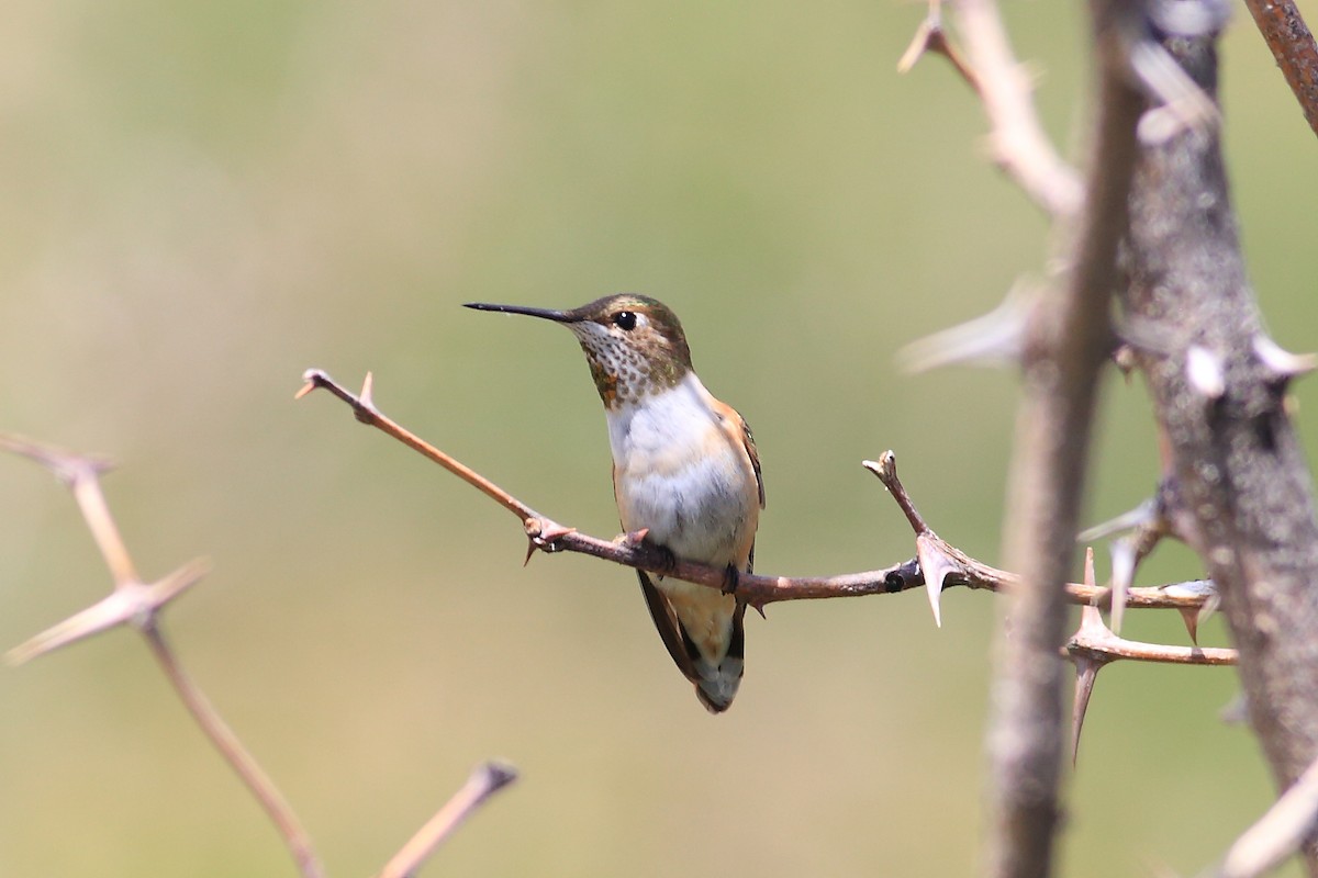 Rufous Hummingbird - John Mercer