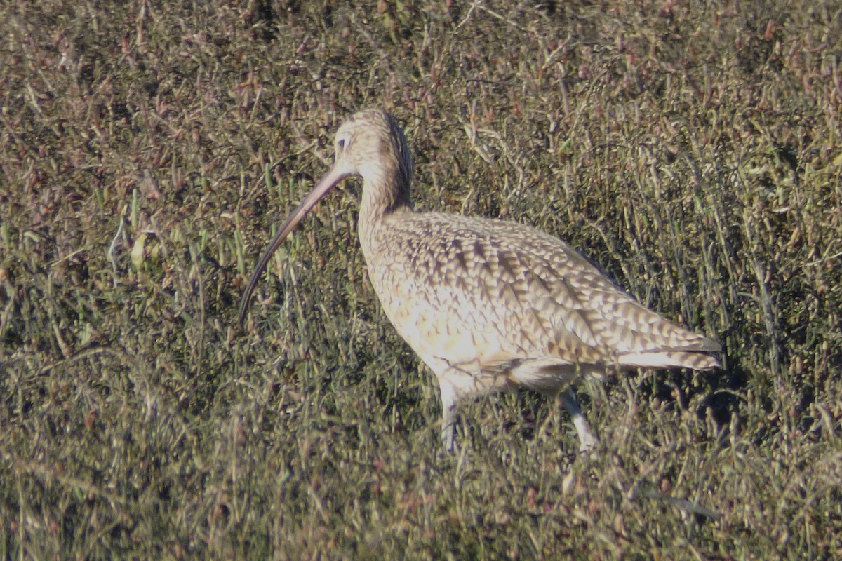 Long-billed Curlew - ML65661661